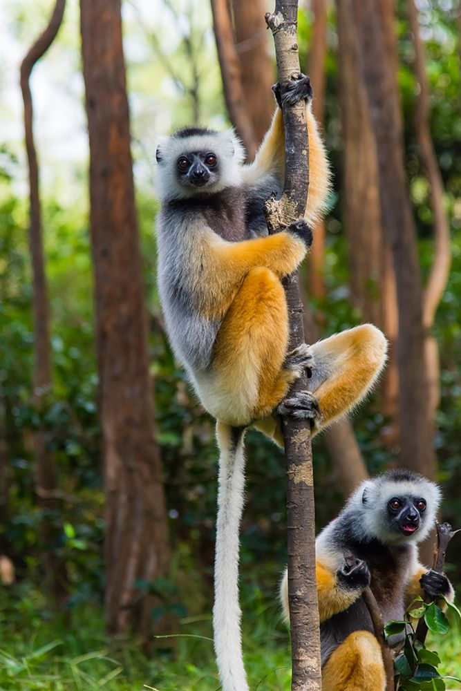Madagascar-Andasibe-Vakona Lodge-Lemur Island Diademed sifakas in a tree
